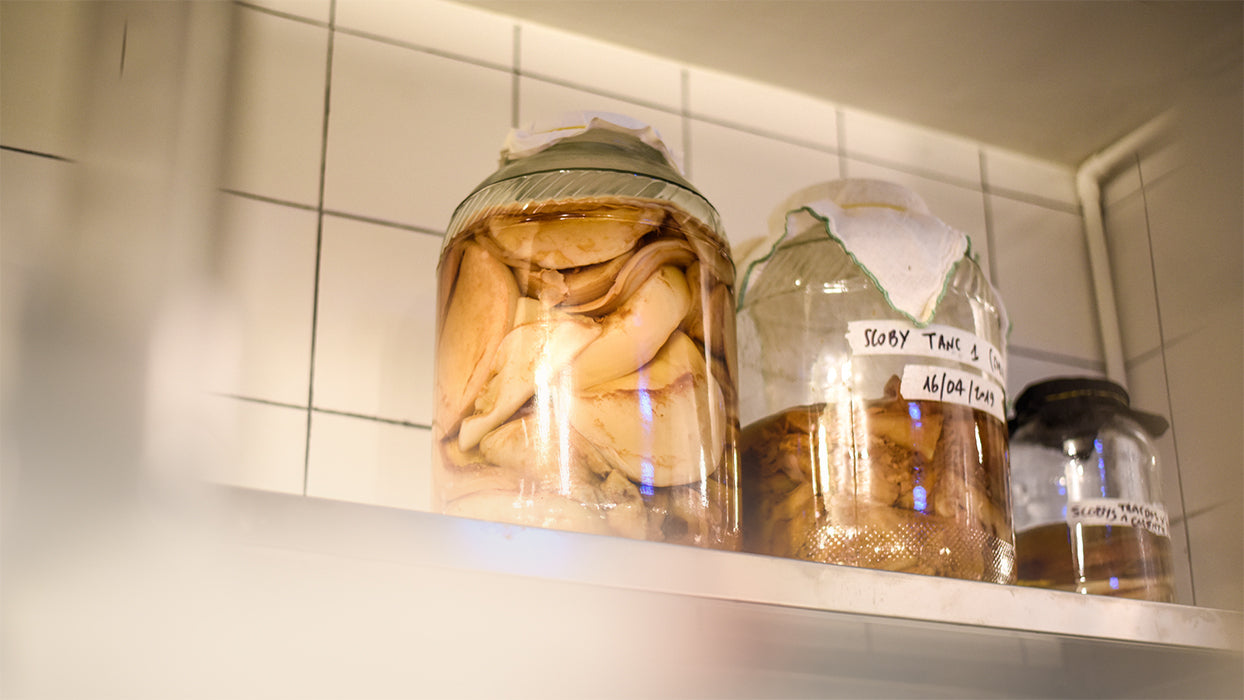 Scoby Hotel  Kombucha Pilz lagern  KOMBUCHERY  Kombuchery